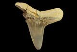 Fossil Shark (Cretoxyrhina) Tooth - Kansas #134847-1